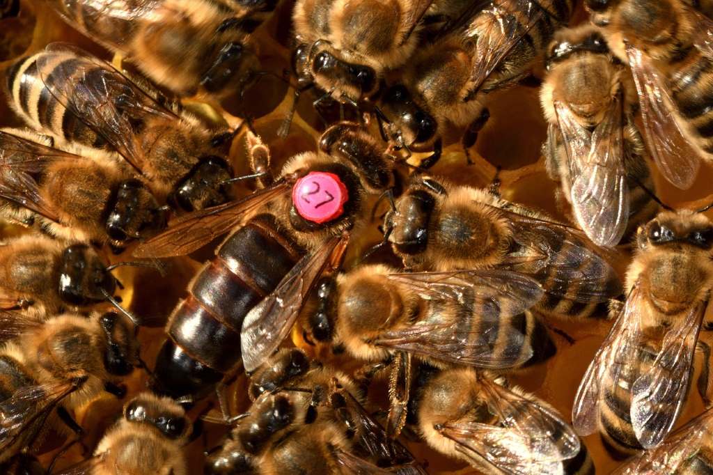 Bee Queen Marking Colors Bee Queen Marking Colors