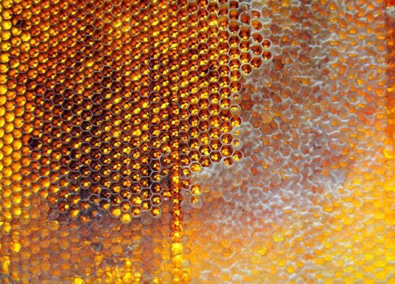 How bees make a hive: the construction process, materials, and ...